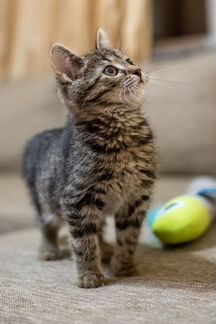 Котёнок Степа в добрые руки