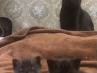Котята бомбейской кошки объявление продам