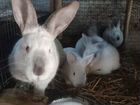 Кролики породистые объявление продам