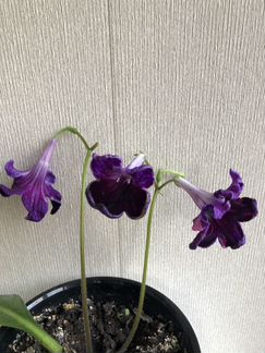 Цветы стрептокарпусы
