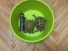 Черепахи сухопутные с террариумом