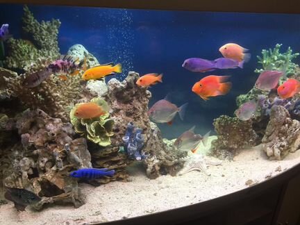 Обслуживание аквариумов