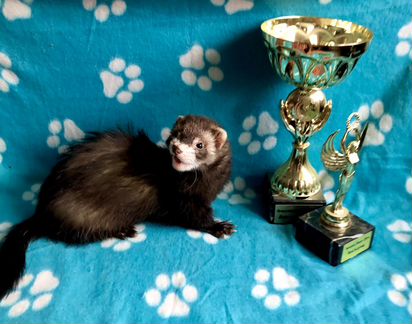 Клубный хорек