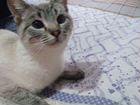 Кошка сиамская объявление продам