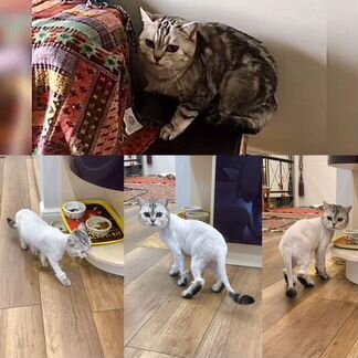 Груминг собак и кошек