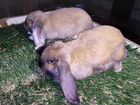 Крольчата и кролики объявление продам