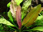 Живые растения для аквариума объявление продам