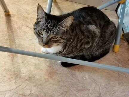 Домашняя ручная кошечка