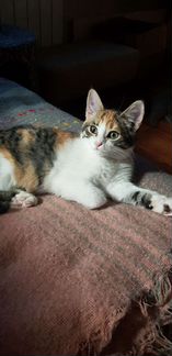 Котенок трехцветка 3мес привита