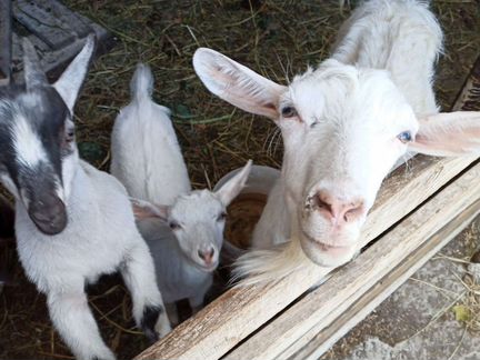 Заанненские козы в Коркино - фотография № 3