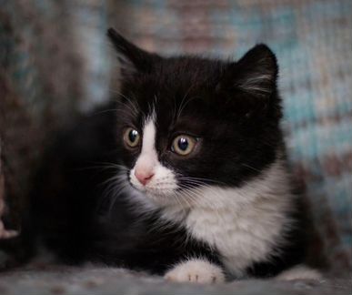 Чудо котята братишки 2 месяца в добрые руки