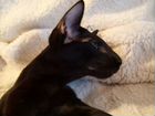 Ориентальный кот черного окраса