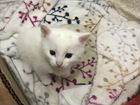 Белый котенок мальчик