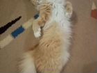 Сибирская кошка ищет жениха