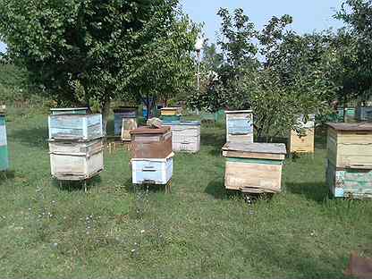 Магазин Для Пчеловодов В Краснодарском Крае
