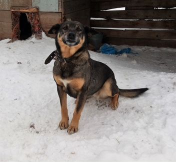 Очень Веселый пес