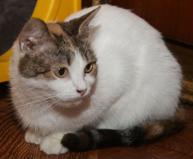 Трехцветная кошка молодая кошка Эльза, 1.5 года