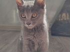 Котёнок Русской голубой объявление продам