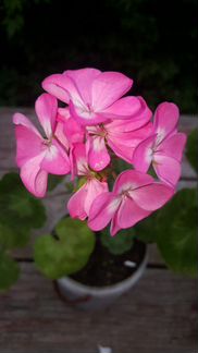 Пеларгония герань