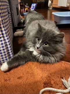 Котенок в дар