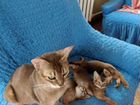 Котята Невская маскарадная и трехцветная, абиссинс объявление продам