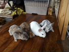 Кролики, крольчихи, крольчата и др объявление продам