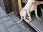 Аргентинский дог собака объявление продам