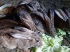 Продаю кроликов породы фландер объявление продам
