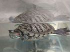 Черепаха вместе с аквариумом объявление продам
