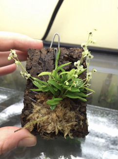 Орхидея Stelis hirtella